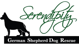 Live Like A Dawg partner Serendipity German Shepherd Dog Rescue